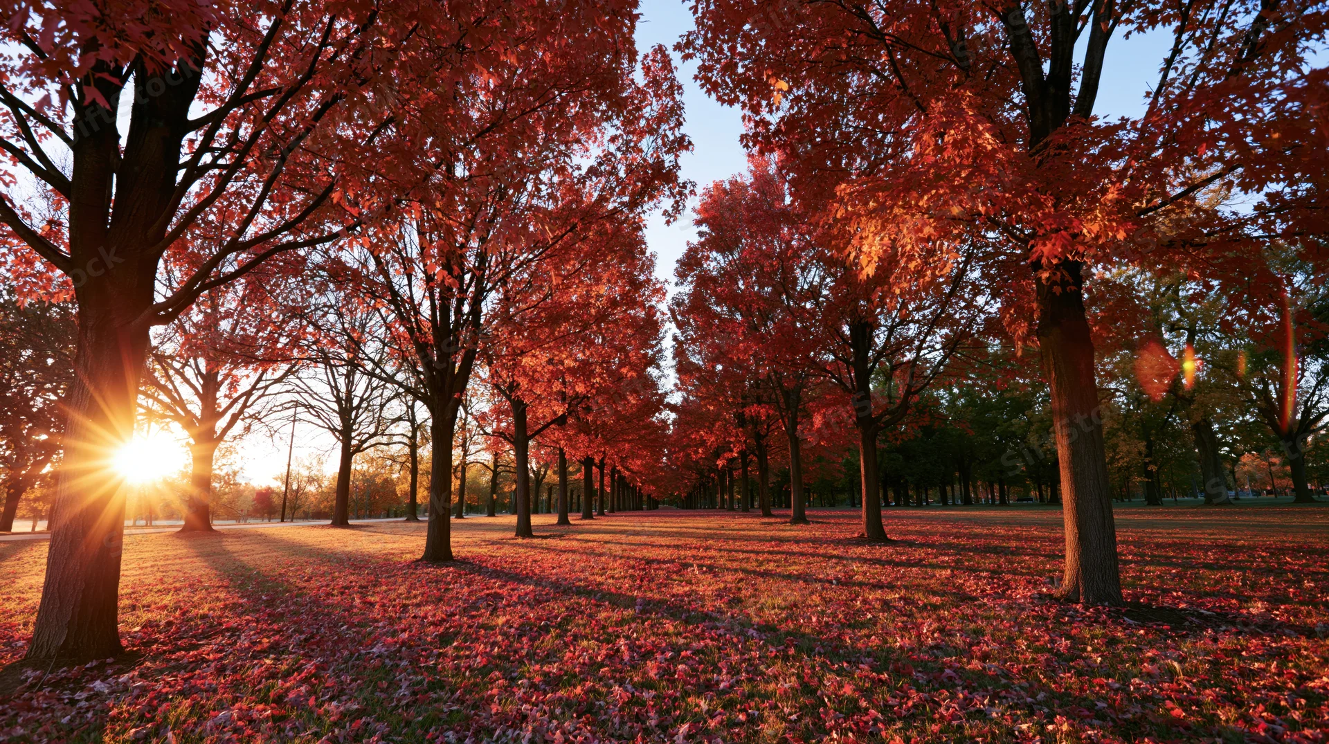 Red-leafed trees lining a path in autumn park with sunlight filtering through canopy
