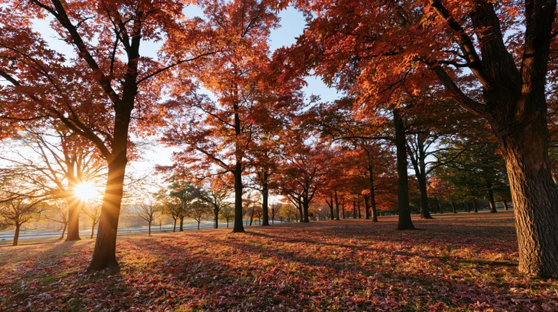 Autumn trees with red foliage in a park at sunrise, sunlight filtering through branches onto a carpet of fallen leaves