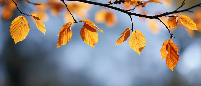 Autumn leaves on a branch against a blurred blue sky background