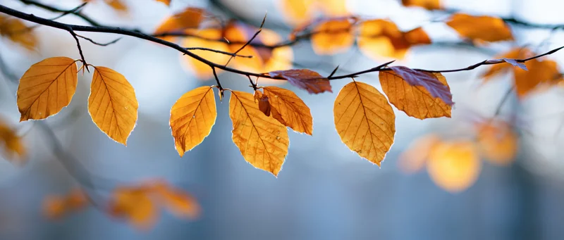 Autumn leaves on a branch with soft sunlight and blurred background