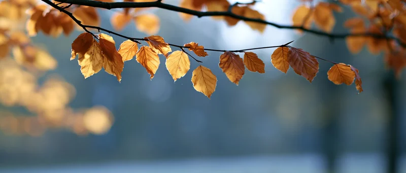 Autumn leaves on a branch with soft bokeh background and warm sunlight