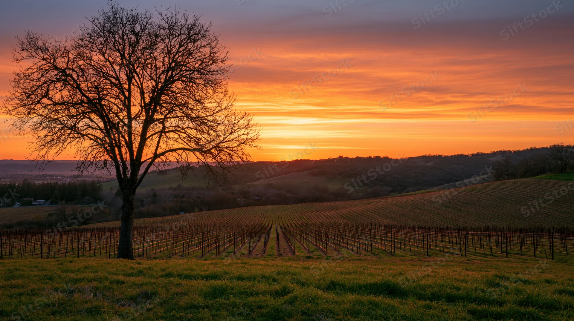 Bare tree standing in a vineyard at sunset with rolling hills in the background