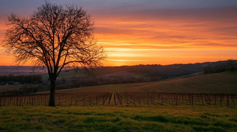 Bare tree standing in a vineyard at sunset with rolling hills in the background