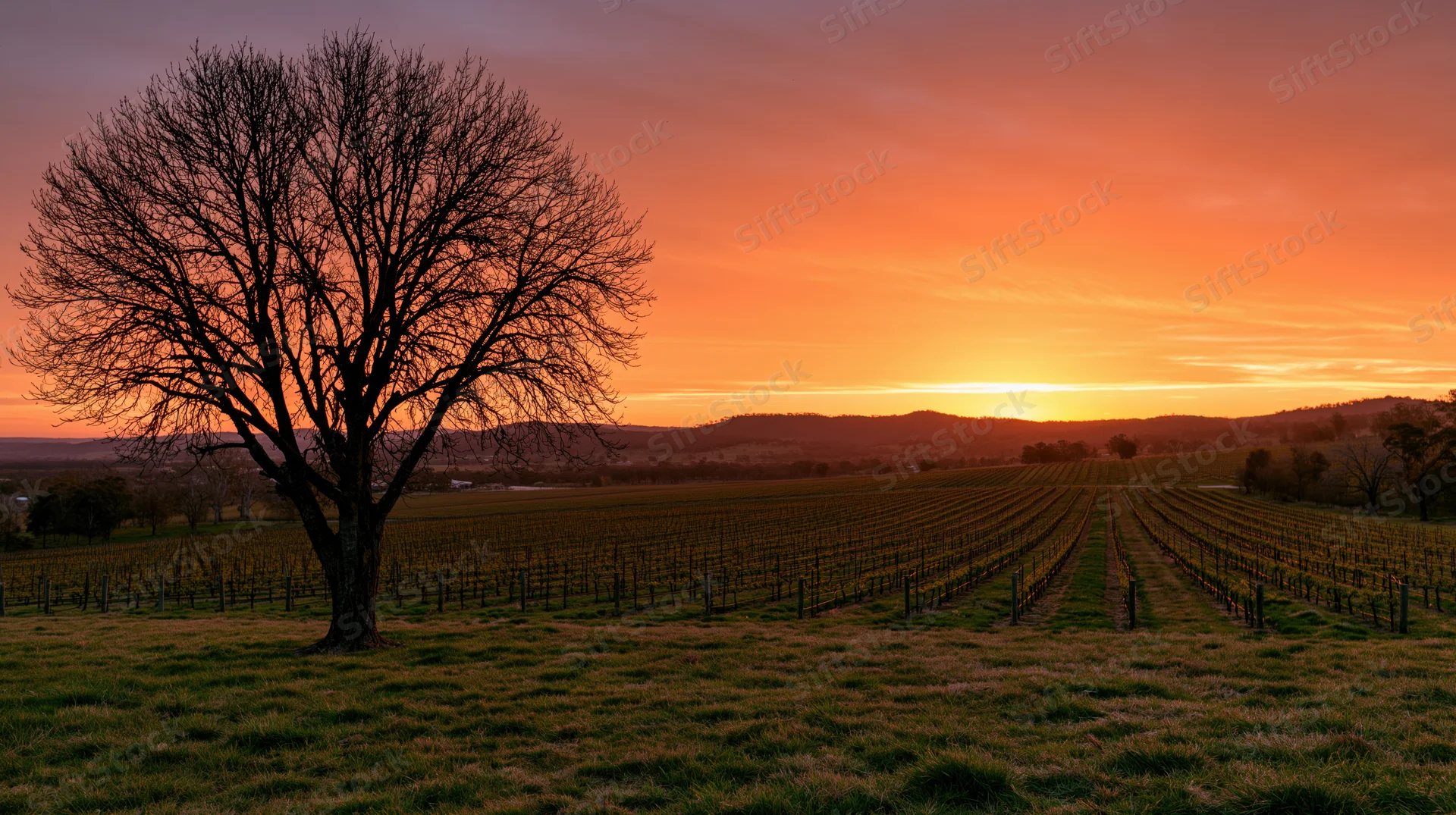 Bare tree standing in a vineyard at sunset with rows of grapevines stretching toward distant hills