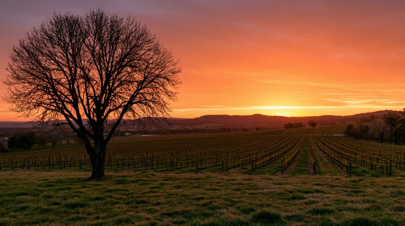 Bare tree standing in a vineyard at sunset with rows of grapevines stretching toward distant hills