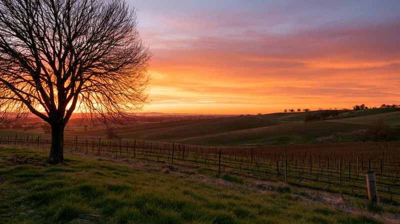 Bare tree standing beside vineyard rows at sunset over rolling hills