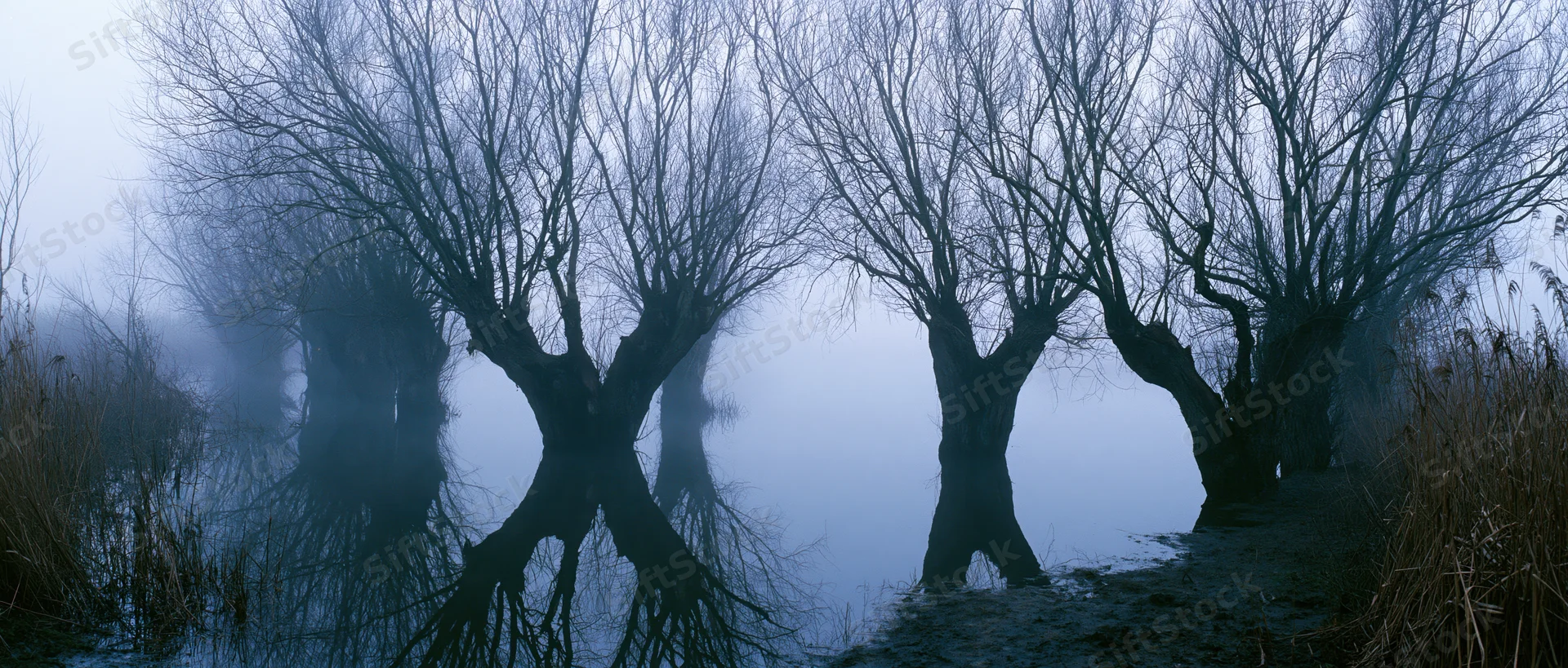 Bare trees reflected in still water along a foggy riverbank