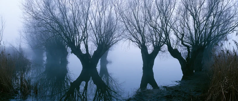Bare trees reflected in still water along a foggy riverbank