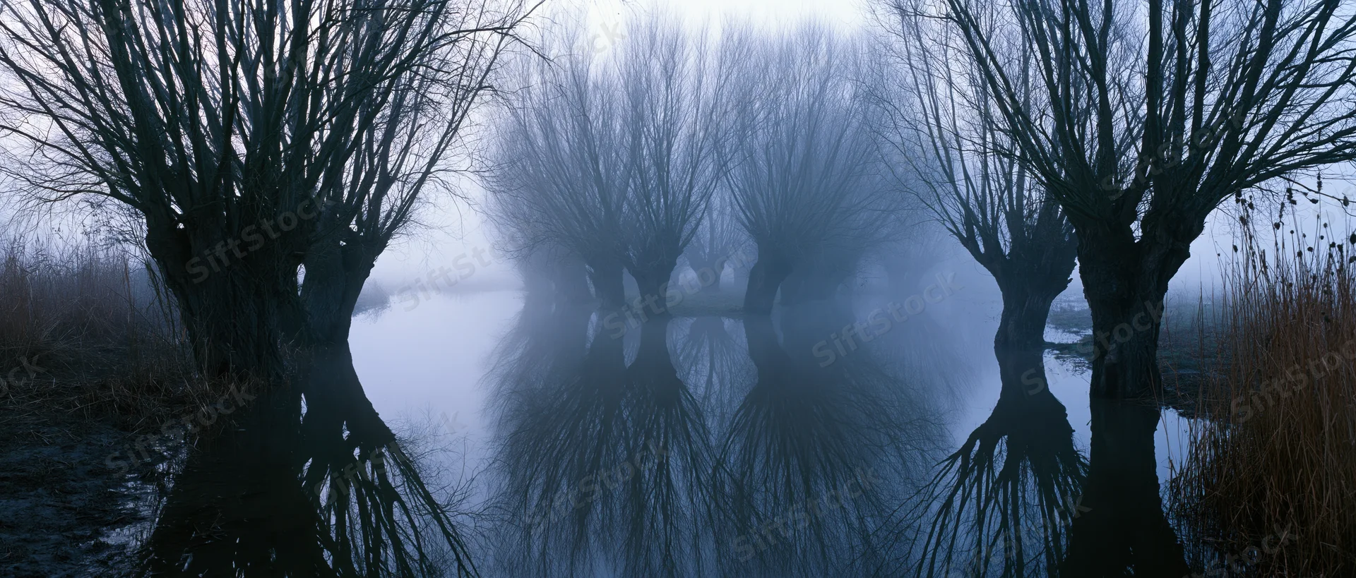 Bare trees reflected in still water on a foggy winter morning in a marshy landscape