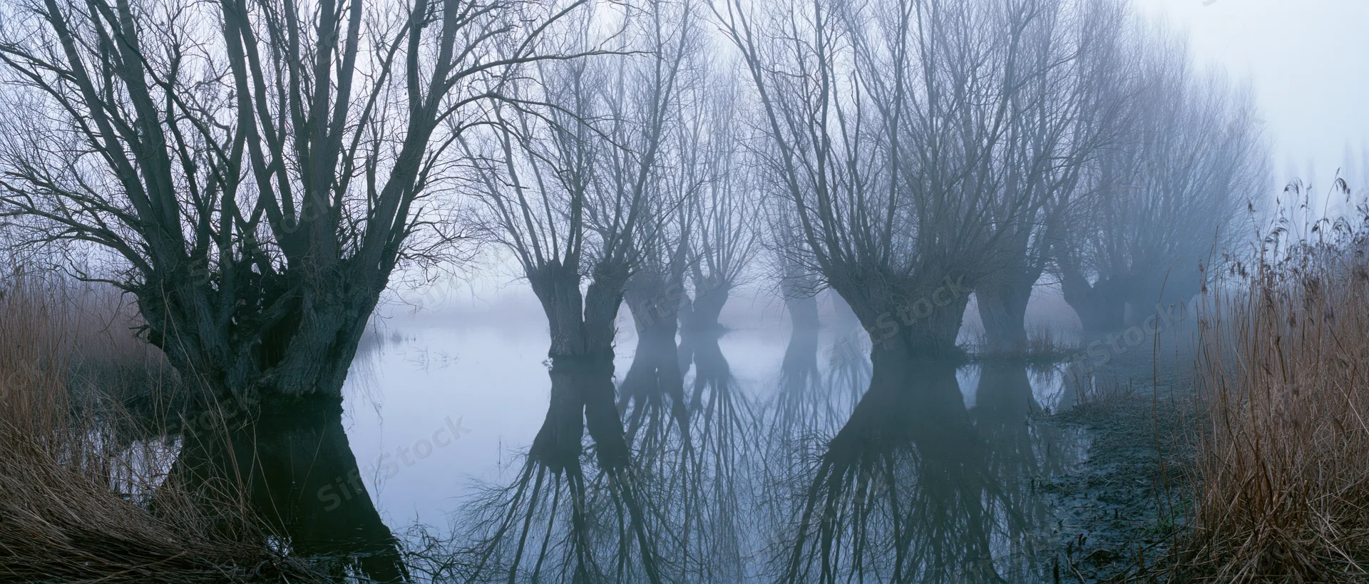 Bare willow trees reflected in still water on a foggy winter morning in a marshy wetland