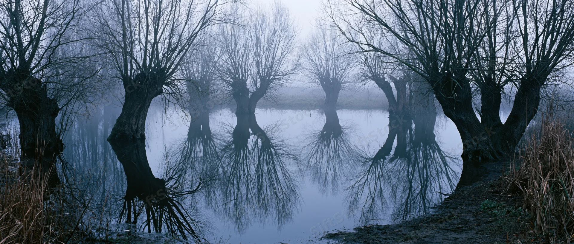 Bare trees reflected in still water on a foggy winter morning
