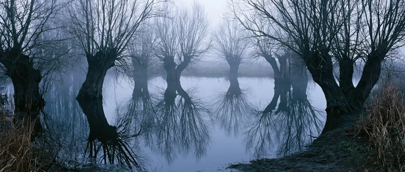 Bare trees reflected in still water on a foggy winter morning