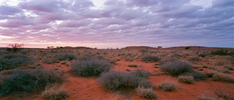 Red desert landscape with scattered shrubs under cloudy twilight sky