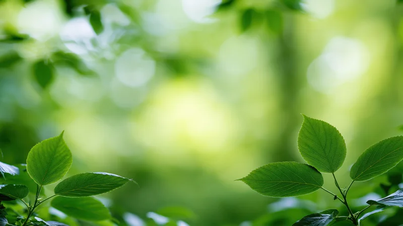 Green leaves in focus against a blurred forest background with sunlight filtering through the canopy