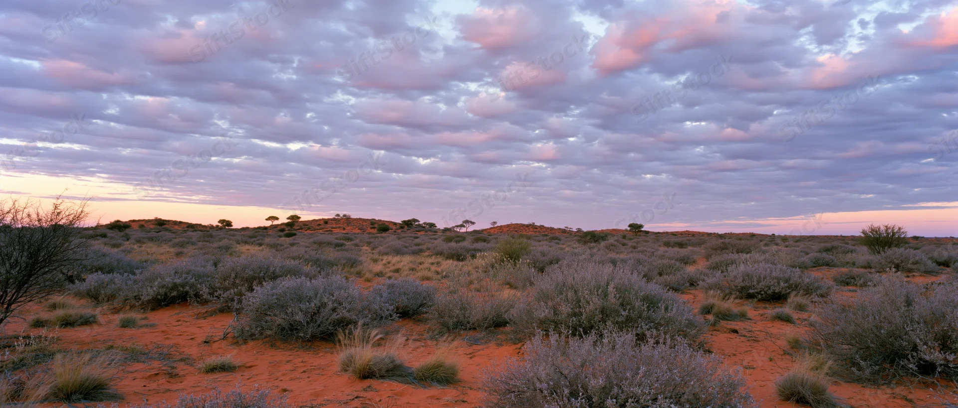 Desert landscape at sunset with shrubs and red soil under cloudy sky