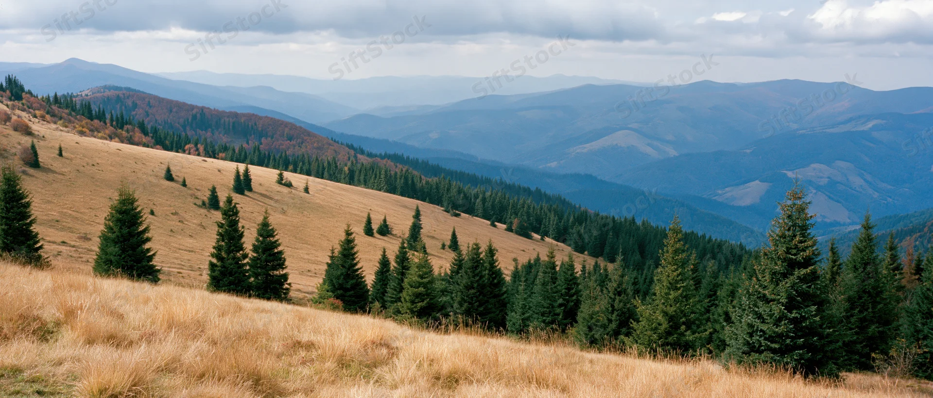 Rolling hills covered in golden grass and pine trees under cloudy sky with distant mountain ranges in background