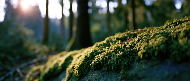 Moss-covered rock in a sunlit forest with blurred trees in the background