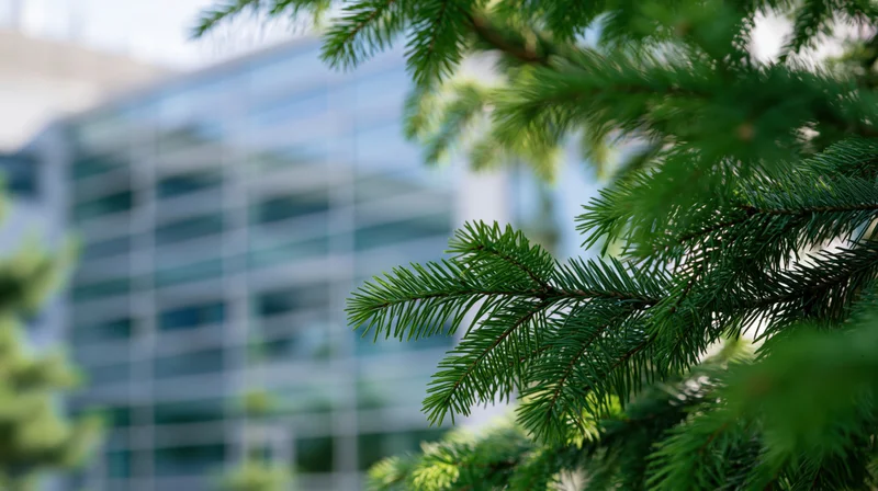 Pine branches in focus with modern glass office building blurred in background