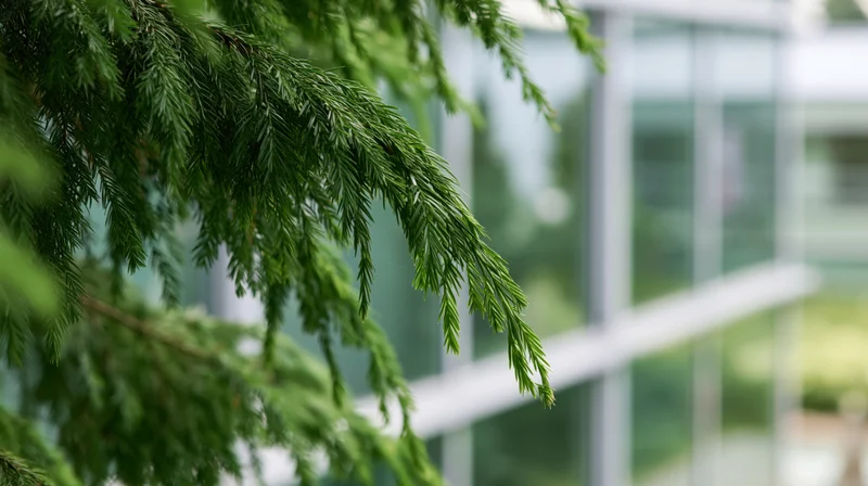 Evergreen branch with needle foliage in front of a modern glass building exterior