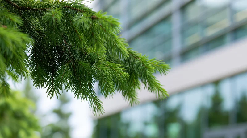 Pine branch with green needles in front of modern glass building facade