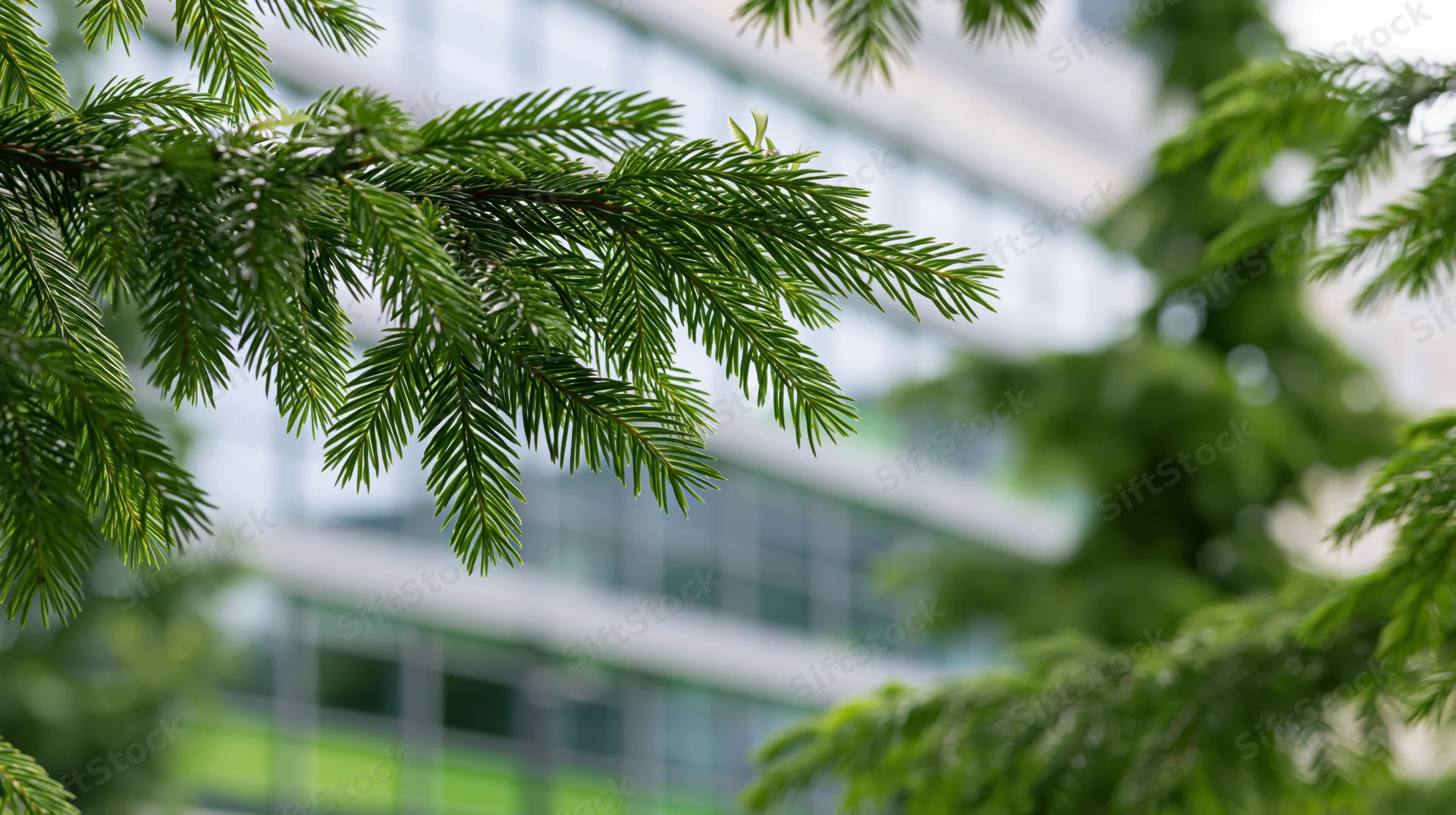 Pine branch with green needles in focus against blurred modern glass building background