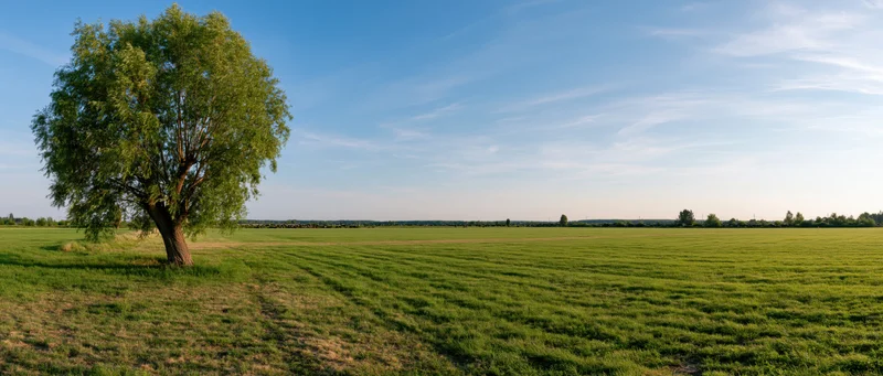 A solitary willow tree standing in a vast green field under a clear blue sky