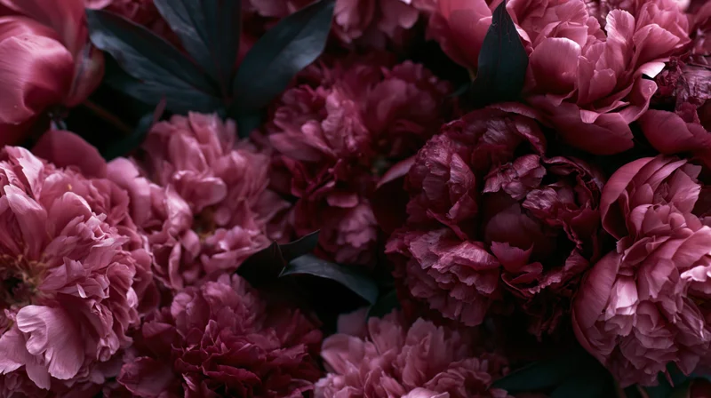 Closeup of pink and burgundy peonies arranged in a dense floral bouquet with dark green leaves
