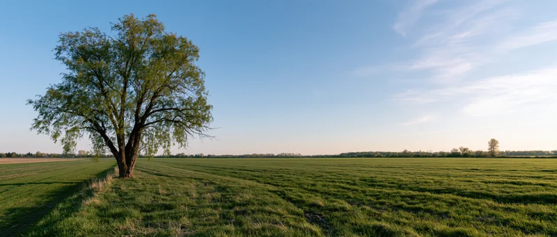 Solitary willow tree standing in a vast green field under a clear blue sky