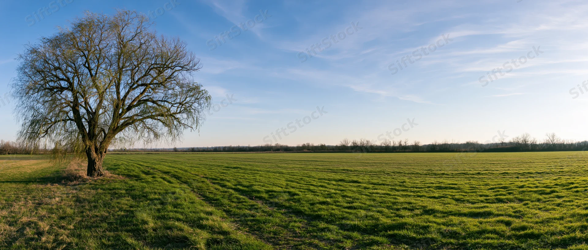 Leafless willow tree standing alone in a green field under a blue sky with scattered clouds