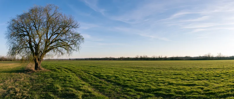 Leafless willow tree standing alone in a green field under a blue sky with scattered clouds