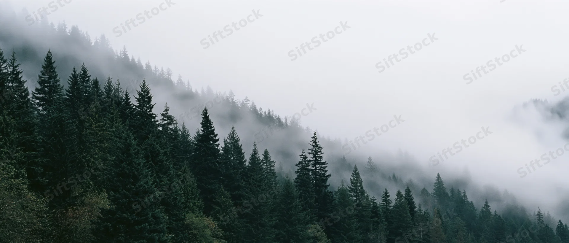Evergreen trees lining a misty mountain slope in a dense forest landscape