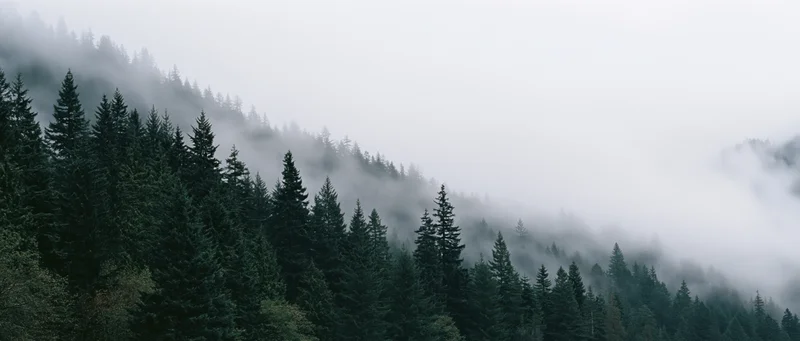 Evergreen trees lining a misty mountain slope in a dense forest landscape