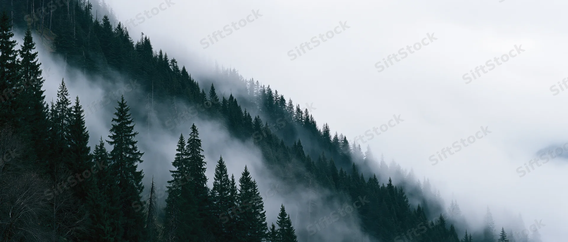 Fog drifting through pine forest on mountain slope