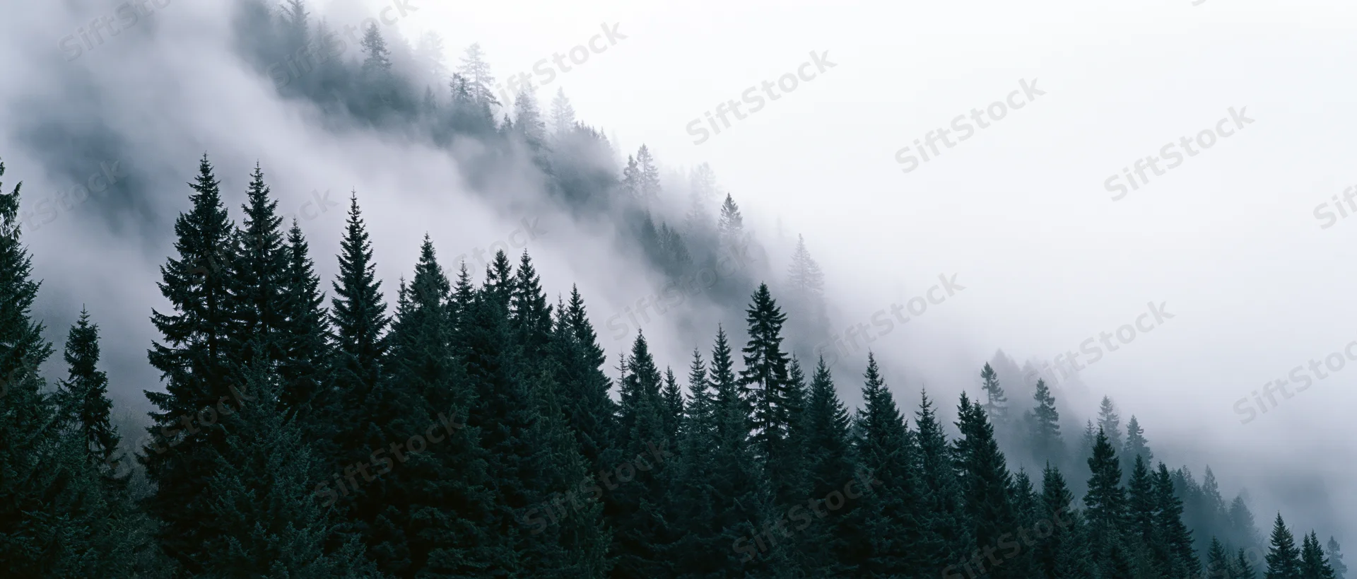 Pine trees lining a fog-covered mountain slope in a dense forest landscape