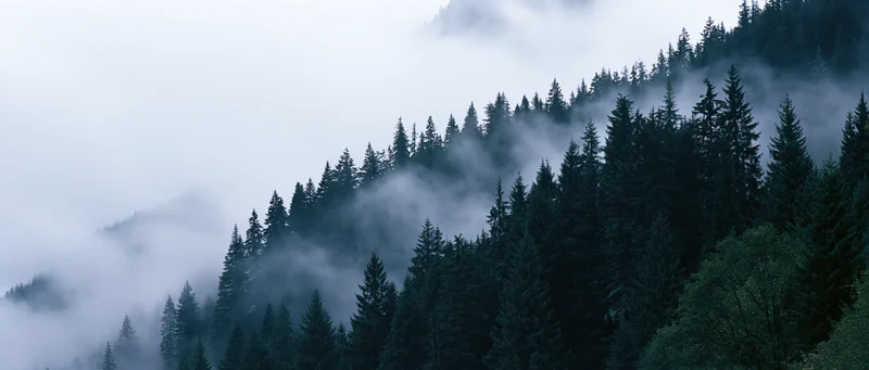 Fog-covered pine forest on a mountain slope with mist drifting through the trees