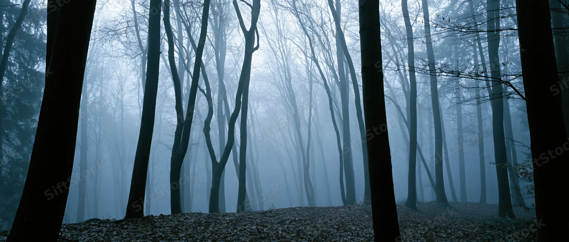 Bare trees in foggy forest during autumn