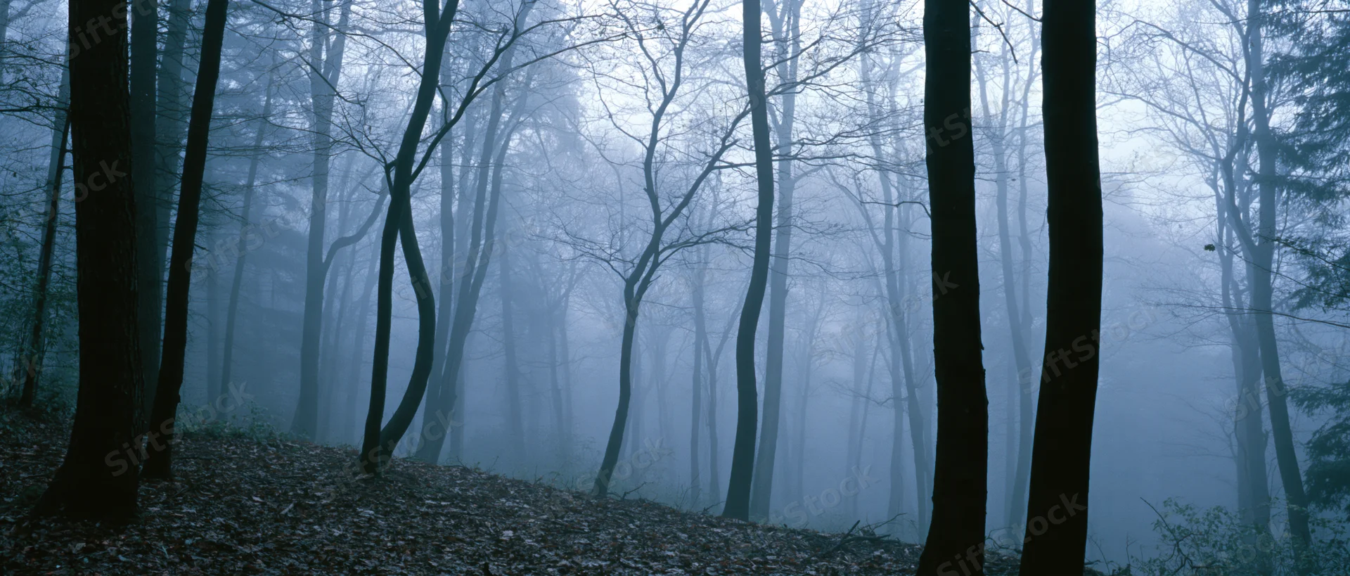 Bare trees in a foggy forest with fallen leaves covering the ground