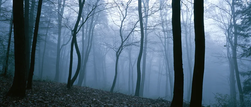 Bare trees in a foggy forest with fallen leaves covering the ground