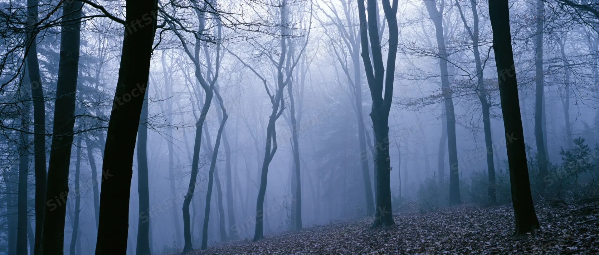 Bare trees in a foggy forest with fallen leaves on the ground