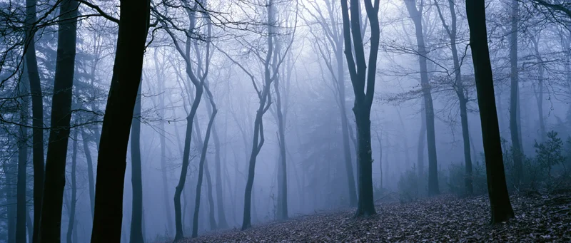 Bare trees in a foggy forest with fallen leaves on the ground