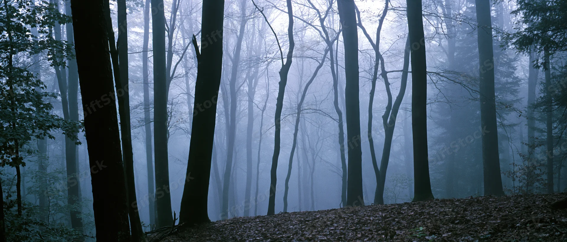 Foggy forest with tall bare trees and leaf-covered ground in autumn woodland setting