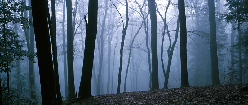 Foggy forest with tall bare trees and leaf-covered ground in autumn woodland setting