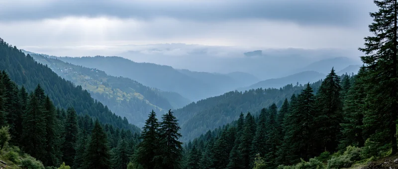 Pine forest covering mountain slopes in a misty valley under overcast sky