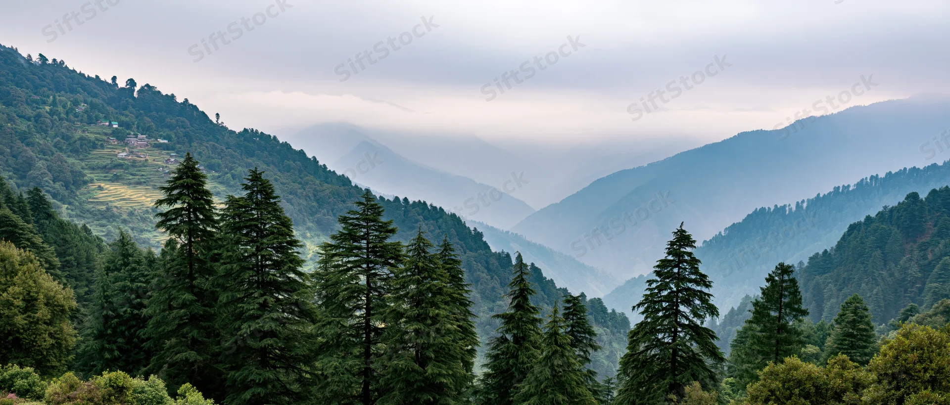 Pine trees lining a misty mountain valley with layered hills in the distance
