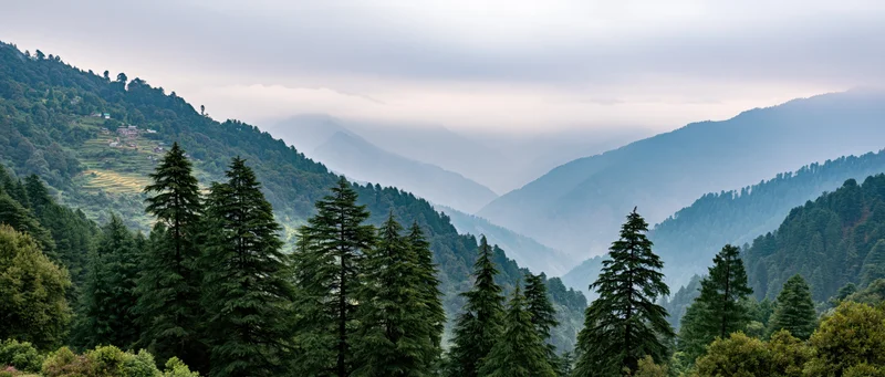 Pine trees lining a misty mountain valley with layered hills in the distance