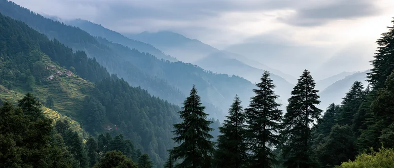 Pine forest covering mountain slopes with misty valleys in the background