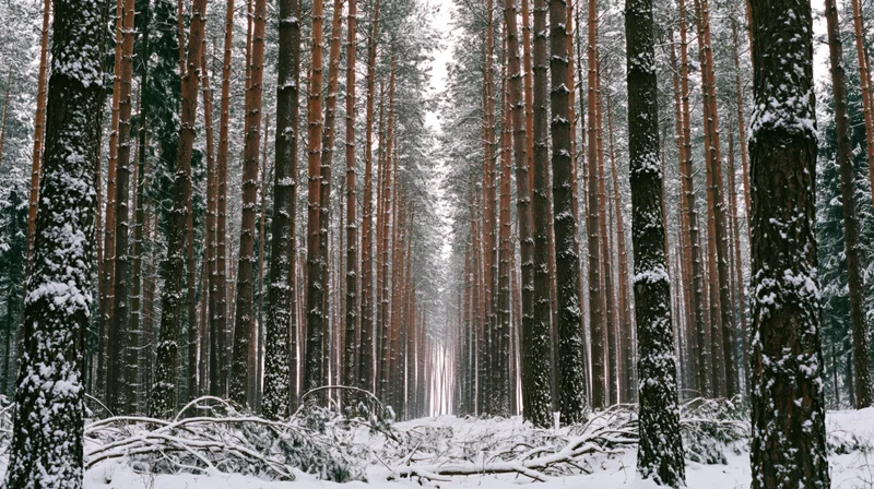Snow-covered pine trees lining a quiet forest path in winter
