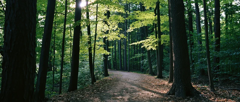 Dirt path winding through dense forest with sunlight filtering through green canopy