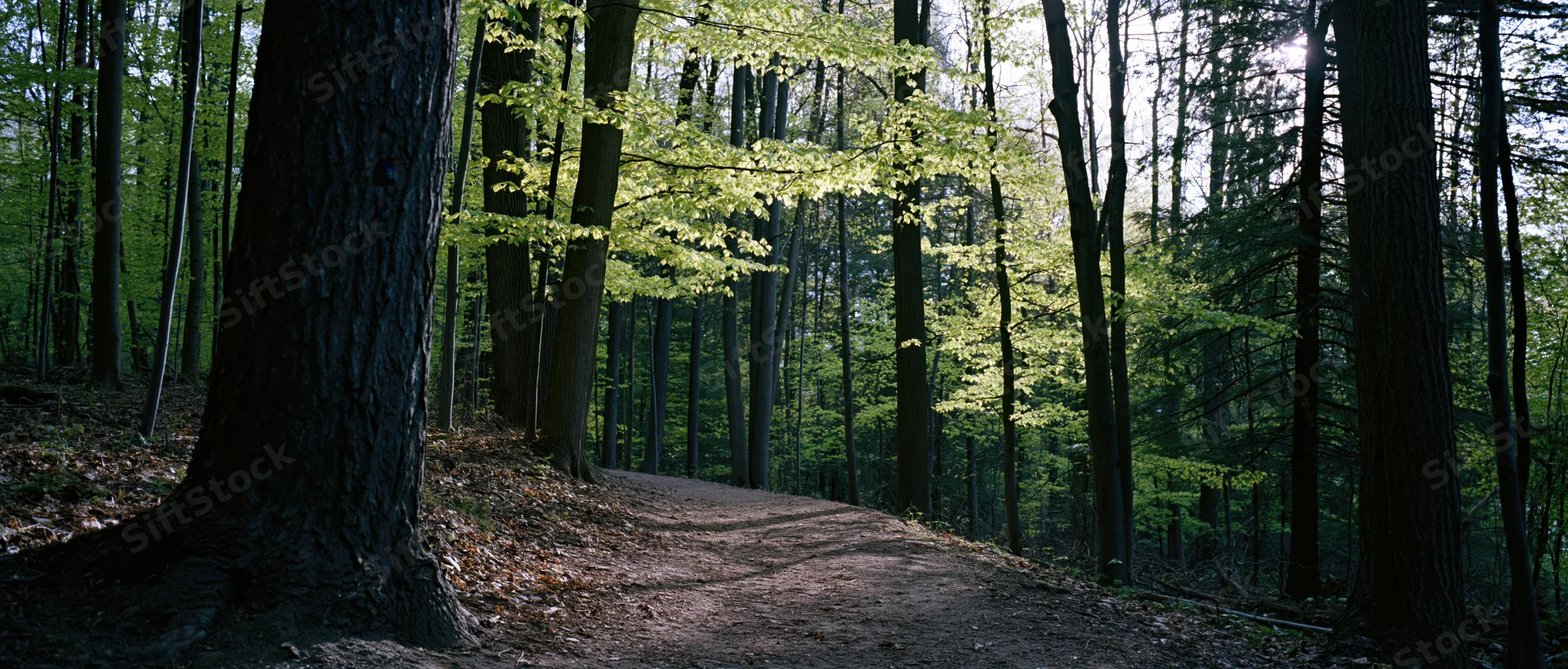 Winding dirt path through dense forest with dappled sunlight filtering through green foliage