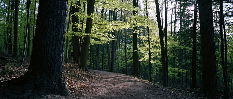 Winding dirt path through dense forest with dappled sunlight filtering through green foliage
